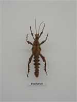 藏品(竹節蟲目)的圖片